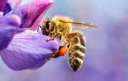 As some of the most integral pollinators in nature, bees contribute to the reproduction of various plants