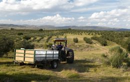 “The increase in cultivated area in the period of 2010 to 2019 has quintupled, and these new olive trees have entered production” 