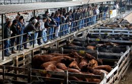 Soaring demand from China last year saw sales of Argentine frozen boneless beef double to 408,500 tonnes, worth around US$ 2 billion, official data show