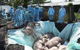  The ministry said 2,825 pigs had died by Thursday in five areas of East Nusa Tenggara