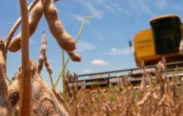 Argentina is projected to export 8.2 million mt of soybeans in 2019-20, down 10% year on year, the USDA said in its latest world agricultural estimates