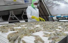Chinese officials last month said they found six positive results in tests for coronavirus in the walls of a container carrying frozen Ecuadorean shrimp