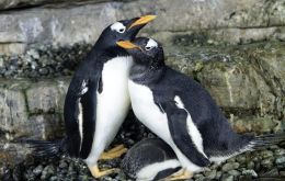 Penguin parents typically take turns incubating their eggs, which usually take 38 days to hatch.