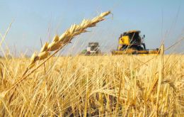 Exports of Paraguayan wheat to Brazil dropped from 464,005 tons to 267.949 tons during July 