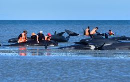 Rescuers had managed to free almost 90 of the long-finned pilot whales beached off the country’s remote southern coast by late Thursday.