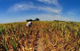 Lack of sufficient water in the country's prime production region, Cordoba, Santa Fe and Entre Rios provinces, is delaying the planting of early corn.