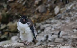 Every penguin must moult once a year, normally between December to March, by drastically shedding all their feathers and re-growing new feathers in one go – hence the “catastrophic”