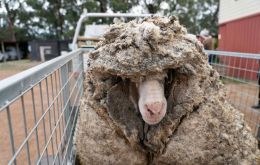 The sheep was found by a person who contacted the Edgar’s Mission Farm Sanctuary near Lancefield, Victoria, about 60 kilometers north of Melbourne