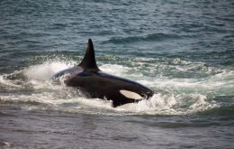 Whale expert García said it was highly unlikely an orca would mistake a human being for a sea lion.