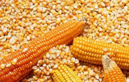 Brazil has purchased 1,3 million tons of corn, and in the first three days of September received 65.700 tons against 147,000 tons in September 2020