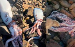 The giant squid (Architeuthis dux) to wash ashore on a Cape Town beach measured roughly 4,3 meters