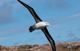 Scientists counting and recording the Black browed albatross site  