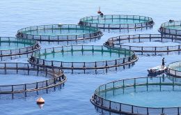 There is a strong feeling in the Falklands community that aquaculture is closely linked to salmon farming
