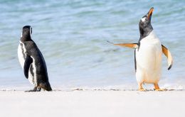 “Talk to the Fin!” Two gentoo penguins on the Falkland Islands hang out of the beach when on shook himself off and gave the male the snub. Jennifer Hadley