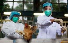 The first lineage of the bird flu virus was identified in 1996 and has since caused several infectious outbreaks among birds