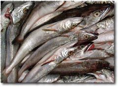 The ban is aimed at protecting hake juveniles and allow them to reach maturity