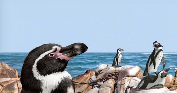 Avian flu has caused the death of some 3,000 Humboldt penguins in Chilean coasts