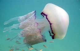  The most commonly spotted in UK waters were the huge barrel jellyfish - but rarer warm-water crystal jellyfish were also seen.