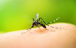 So far this year, 1,079 deaths from dengue have been recorded in Brazil