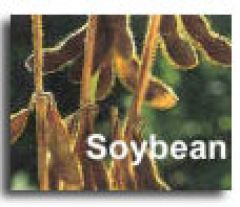 Argentina is the world's third exporter of soybeans
