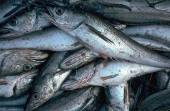 Of the 15,780 tonnes of hake landed in January 2007, only 113 tonnes were caught north of parallel 41º S