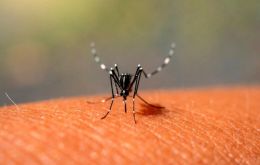 Brazil, Paraguay, and Argentina account for 92% of Latin America's dengue cases and 87% of deaths