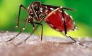 Still, Brazil has reduced the number of deaths in the current dengue epidemic from previous years