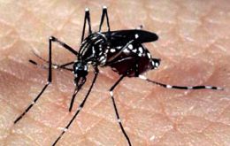 The Aedes Aegypti mosquito has grown immune to some insecticides due to the overuse of these chemicals