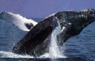 Scientists record whale conversations