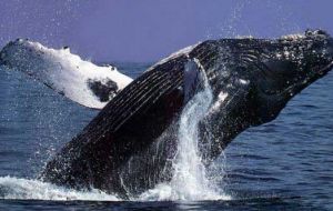 Scientists record whale conversations
