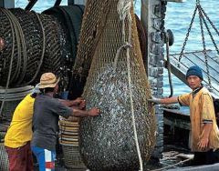 Scientific studies cited by environmentalists say fish stocks could collapse within 50 years at the current fishing rate.