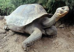 /imgs.php/noticias/10798/240x0/tortuga.jpg