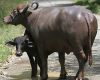 A typical Italian imbroglio: maffia, buffalos, disease and dearer mozzarella pizza