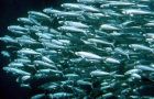 Sardine is a staple food in Brazilian coastal states