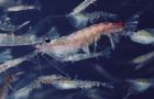 Krill, an abundant resource in Antarctic waters