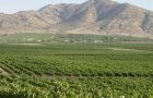 Chile’s valleys next to the Andes covered in vines for excellent wines
