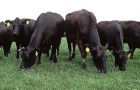 It is estimated livestock farming contributes 18% of the world's greenhouse gas emissions