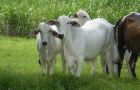 Cattle breeding in Chaco has attracted Uruguayan farmers