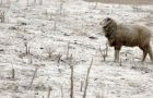 Sheep covered in ash aimlessly searching for food