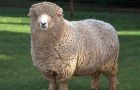 Corriedales are double purpose: wool and meat