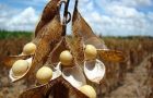 Soybeans could turn out to be the second-largest crop ever in 2011/12