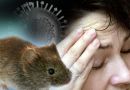 The disease is transmitted by rodents, many of which have moved from the wild because of forest fires