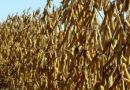 Rice and soybeans to the south of Brazil most affected