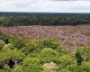 The gross reduction in forest land over this 15 year period is still a staggering 218 million hectares  