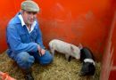 Guy: New pigs to re-freshen the gene pool (Credit: biggleswadetoday.co.uk)