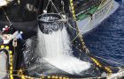Discards, unwanted species or size, account for almost a quarter of total EU catches (Photo: Greenpeace)