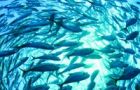 Bottom trawling in vulnerable marine ecosystems is banned including at all the 118 underwater seamounts