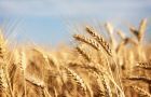 Early prospects for 2013 cereal production point to increased world wheat output