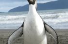 Last year an Emperor penguin, “Happy Feet” also appeared in NZ shores