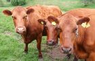 Last year Swedes consumed 87 kilos of meat, mostly beef and veal